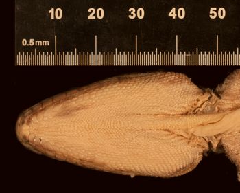 Media type: image;   Herpetology R-125611